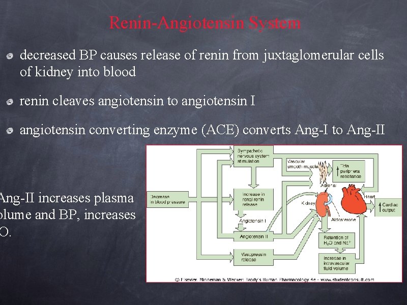 Renin-Angiotensin System decreased BP causes release of renin from juxtaglomerular cells of kidney into