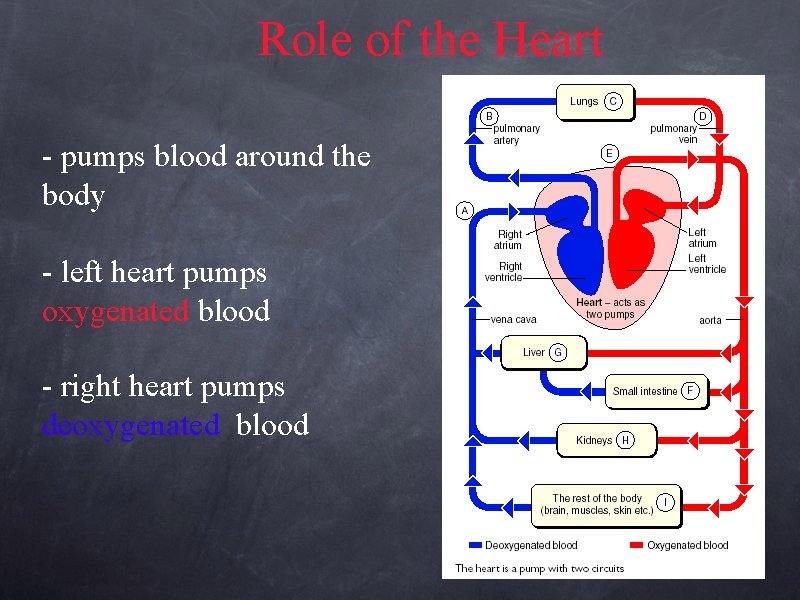 Role of the Heart - pumps blood around the body - left heart pumps