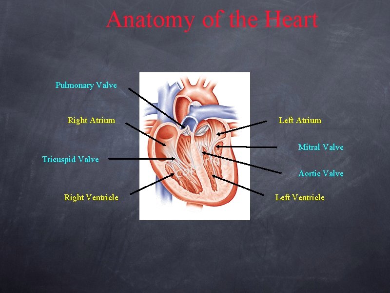 Anatomy of the Heart Pulmonary Valve Right Atrium Left Atrium Mitral Valve Tricuspid Valve
