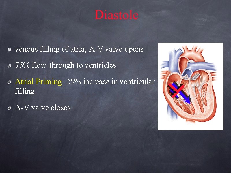 Diastole venous filling of atria, A-V valve opens 75% flow-through to ventricles Atrial Priming: