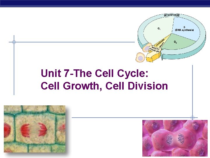 Unit 7 -The Cell Cycle: Cell Growth, Cell Division AP Biology 2007 -2008 