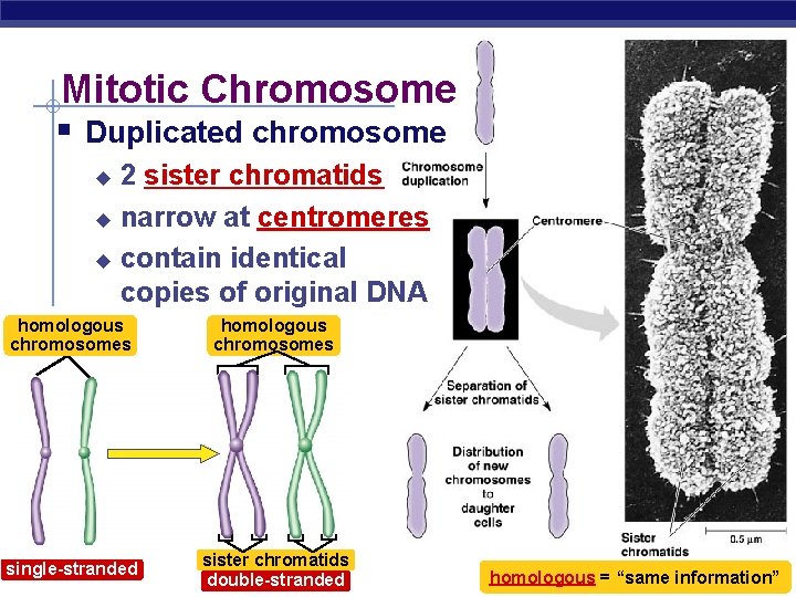 Mitotic Chromosome § Duplicated chromosome 2 sister chromatids u narrow at centromeres u contain