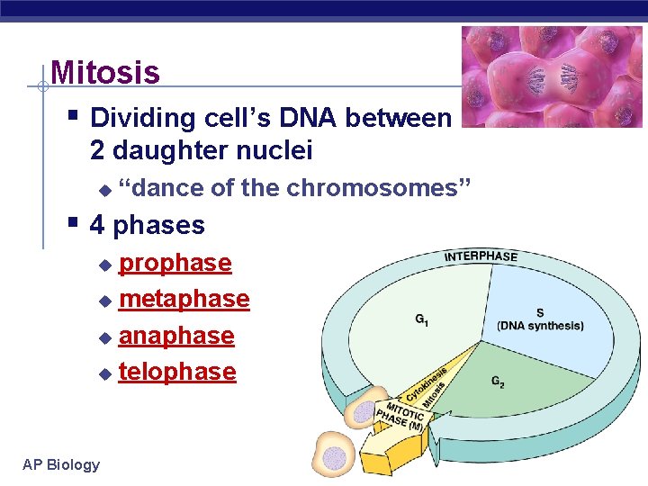 Mitosis § Dividing cell’s DNA between 2 daughter nuclei u “dance of the chromosomes”