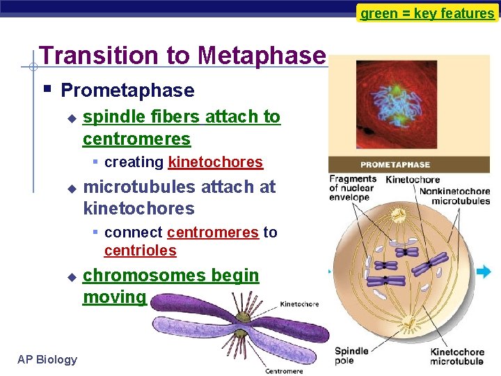 green = key features Transition to Metaphase § Prometaphase u spindle fibers attach to