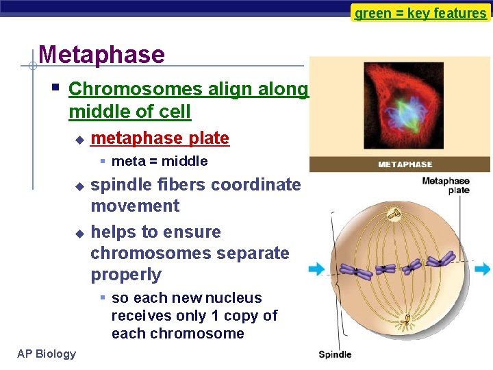 green = key features Metaphase § Chromosomes align along middle of cell u metaphase
