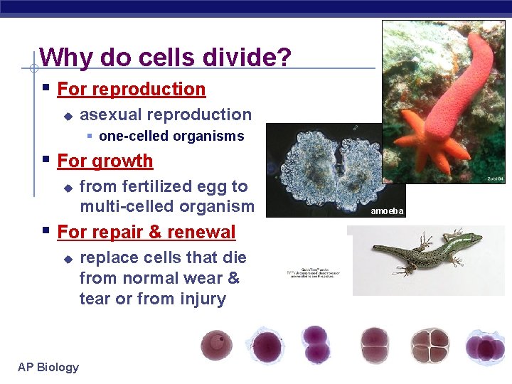 Why do cells divide? § For reproduction u asexual reproduction § one-celled organisms §