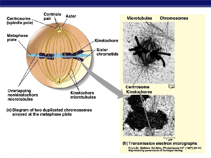 AP Biology 