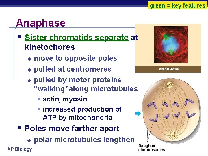 green = key features Anaphase § Sister chromatids separate at kinetochores move to opposite