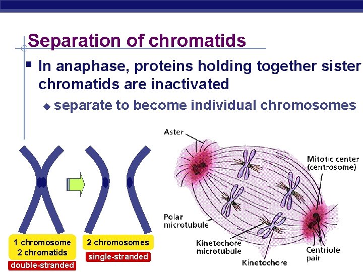 Separation of chromatids § In anaphase, proteins holding together sister chromatids are inactivated u