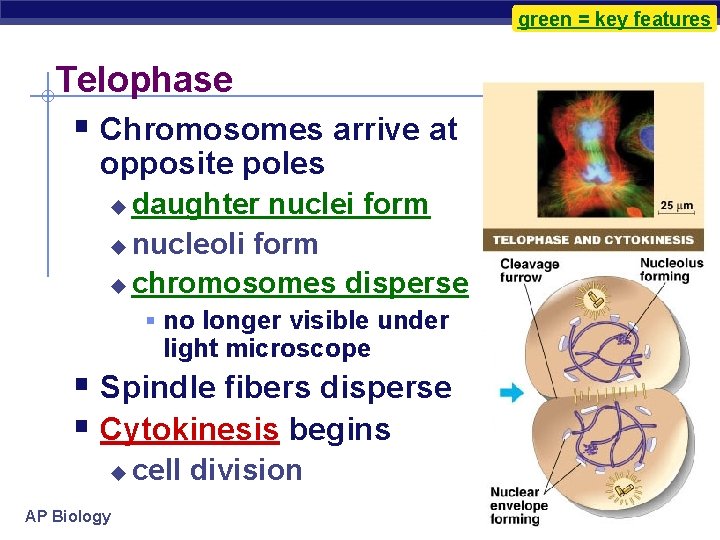green = key features Telophase § Chromosomes arrive at opposite poles daughter nuclei form