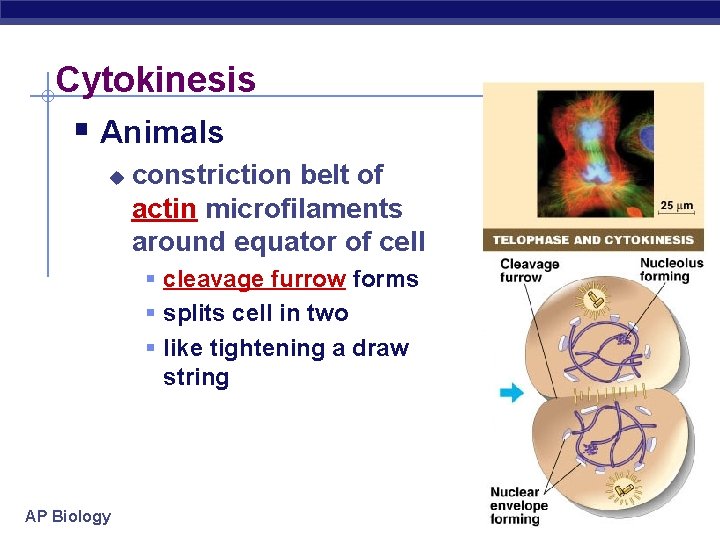 Cytokinesis § Animals u constriction belt of actin microfilaments around equator of cell §