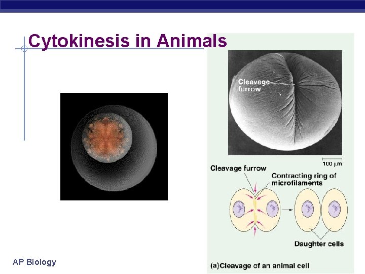 Cytokinesis in Animals AP Biology 