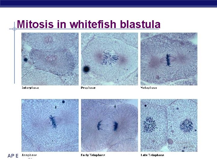 Mitosis in whitefish blastula AP Biology 