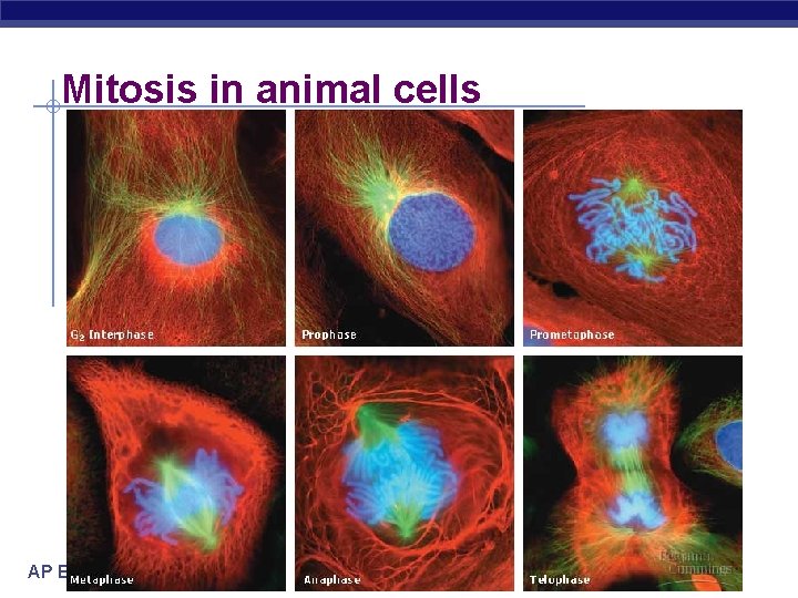 Mitosis in animal cells AP Biology 