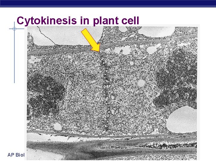 Cytokinesis in plant cell AP Biology 