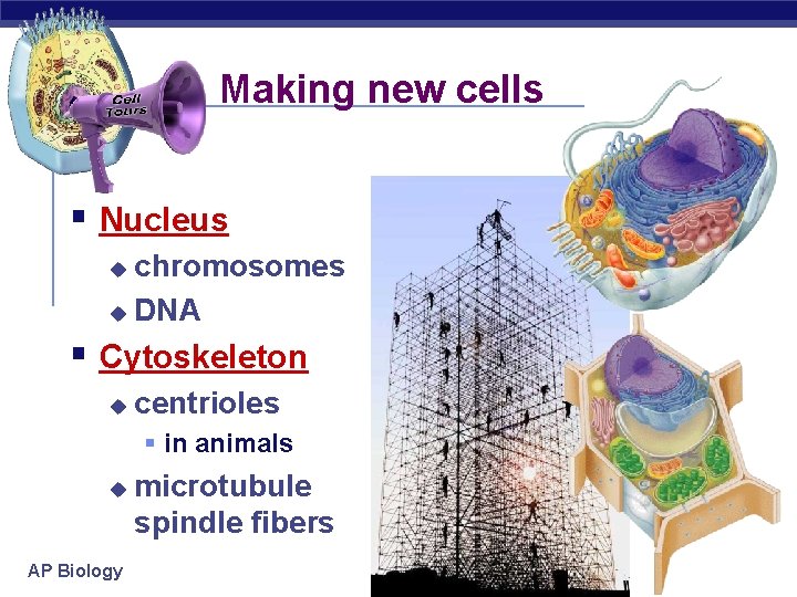 Making new cells § Nucleus chromosomes u DNA u § Cytoskeleton u centrioles §