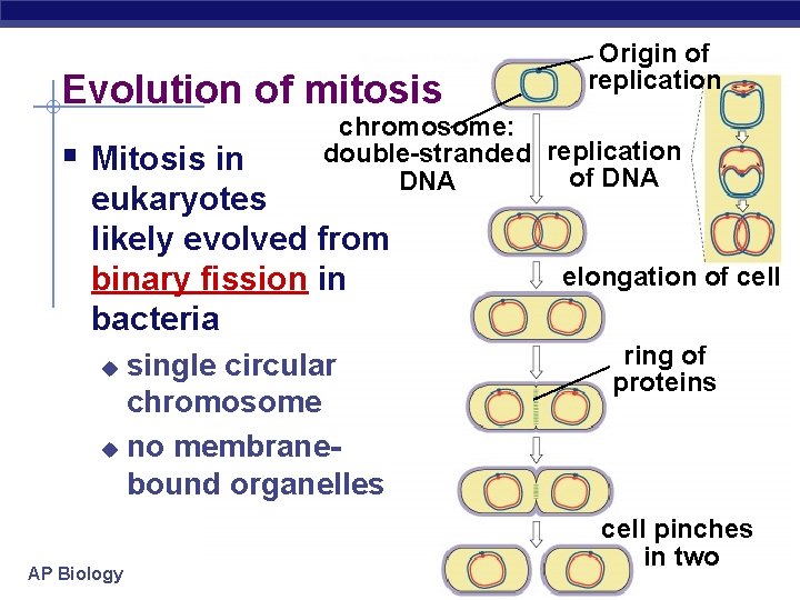 Evolution of mitosis § Mitosis in chromosome: double-stranded replication of DNA eukaryotes likely evolved