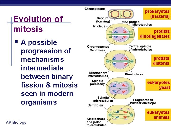 Evolution of mitosis § A possible progression of mechanisms intermediate between binary fission &