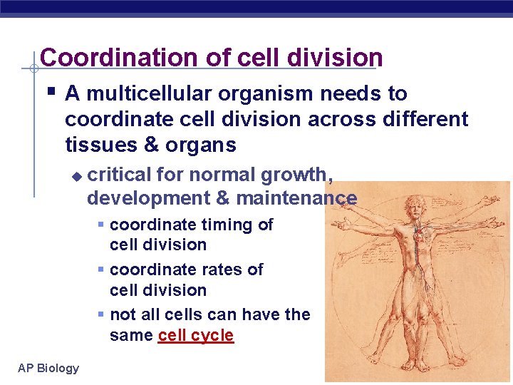 Coordination of cell division § A multicellular organism needs to coordinate cell division across