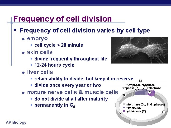 Frequency of cell division § Frequency of cell division varies by cell type u
