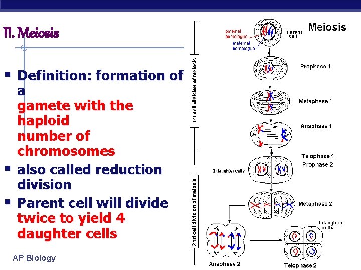 II. Meiosis § Definition: formation of § § a gamete with the haploid number