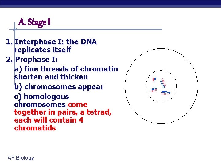 A. Stage I 1. Interphase I: the DNA replicates itself 2. Prophase I: a)