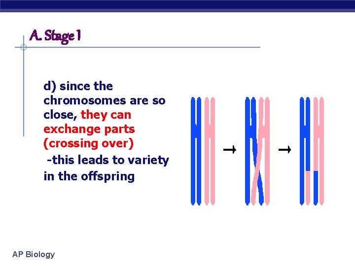 A. Stage I d) since the chromosomes are so close, they can exchange parts