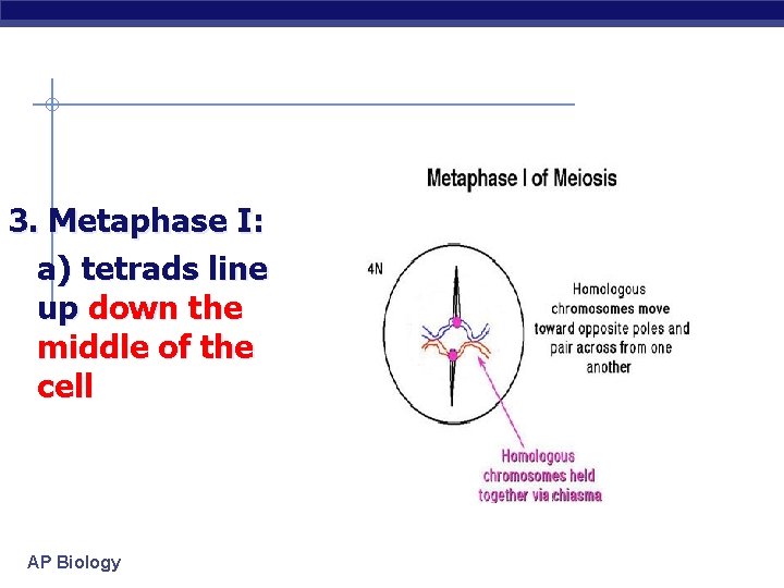 3. Metaphase I: a) tetrads line up down the middle of the cell AP