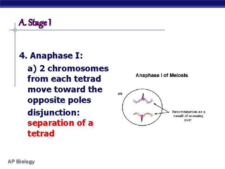 A. Stage I 4. Anaphase I: a) 2 chromosomes from each tetrad move toward