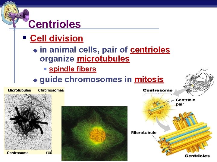 Centrioles § Cell division u in animal cells, pair of centrioles organize microtubules §
