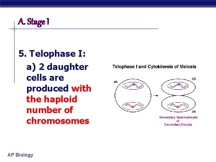 A. Stage I 5. Telophase I: a) 2 daughter cells are produced with the