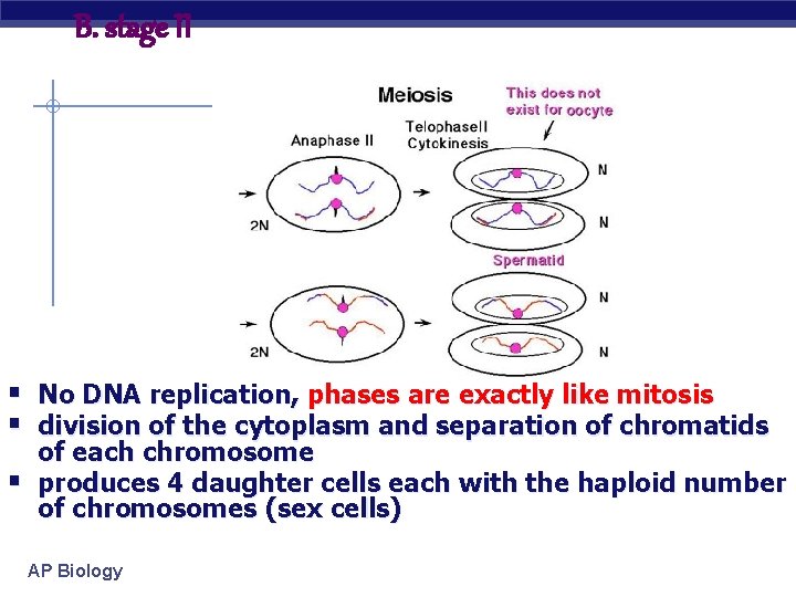 B. stage II § No DNA replication, phases are exactly like mitosis § division