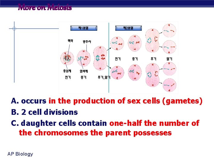 More on Meiosis A. occurs in the production of sex cells (gametes) B. 2