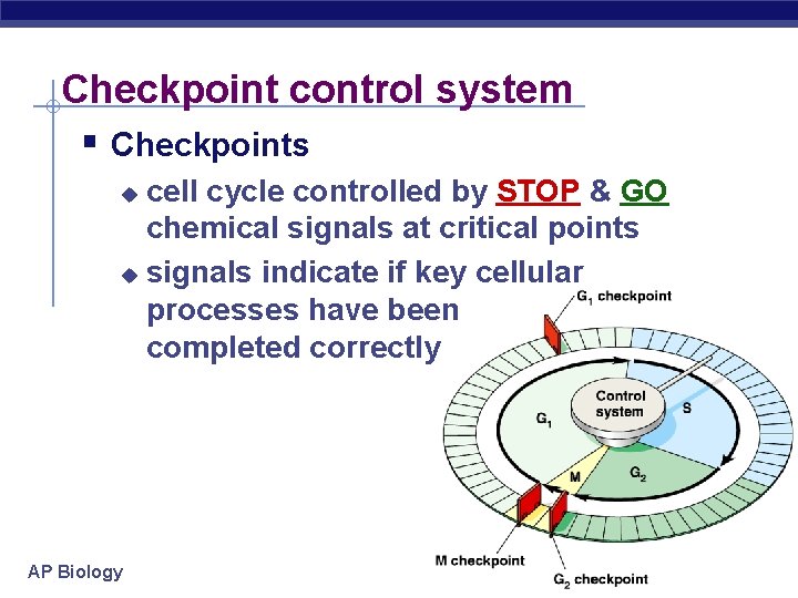 Checkpoint control system § Checkpoints cell cycle controlled by STOP & GO chemical signals