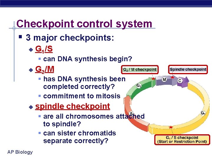 Checkpoint control system § 3 major checkpoints: u G 1/S § can DNA synthesis