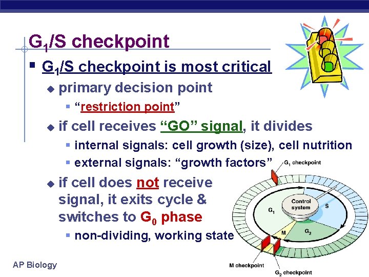 G 1/S checkpoint § G 1/S checkpoint is most critical u primary decision point