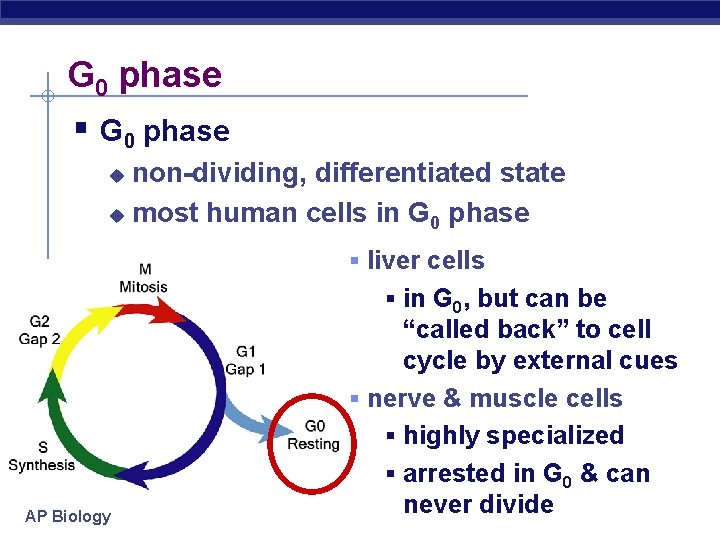 G 0 phase § G 0 phase non-dividing, differentiated state u most human cells