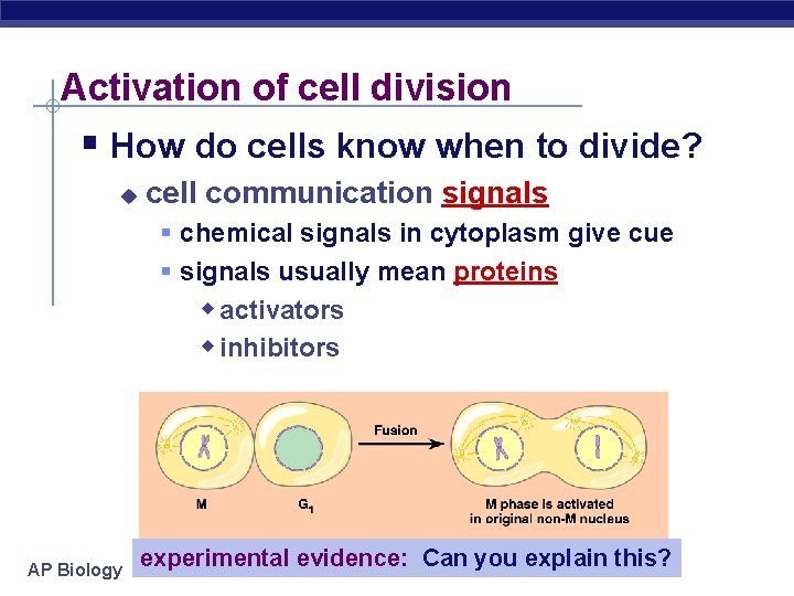 Activation of cell division § How do cells know when to divide? u cell