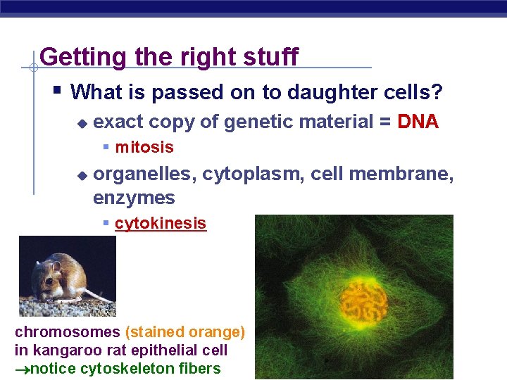 Getting the right stuff § What is passed on to daughter cells? u exact