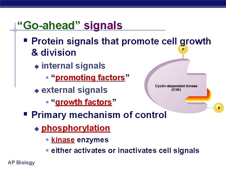“Go-ahead” signals § Protein signals that promote cell growth & division u internal signals