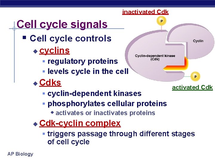 inactivated Cdk Cell cycle signals § Cell cycle controls u cyclins § regulatory proteins
