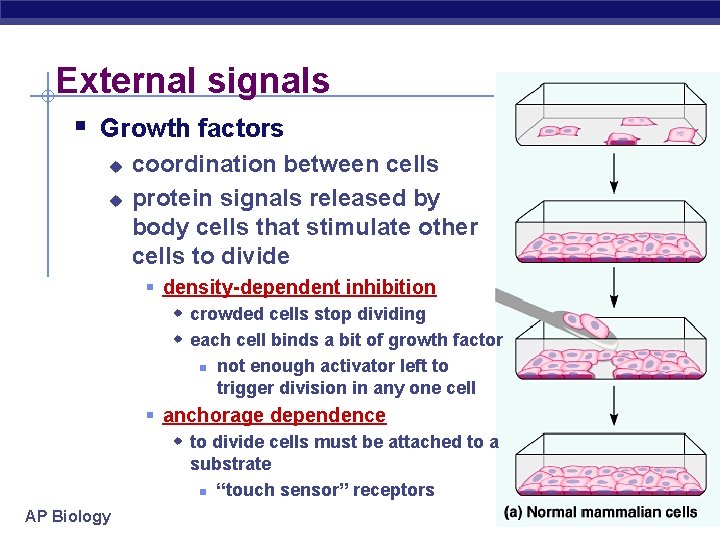 External signals § Growth factors u u coordination between cells protein signals released by