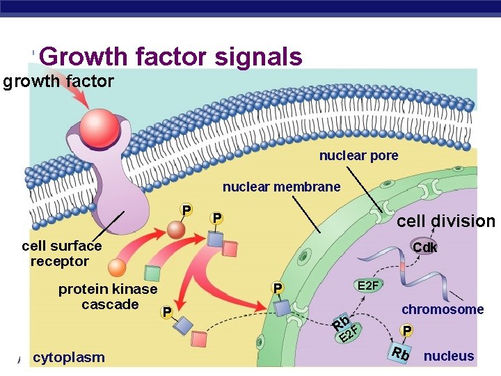 Growth factor signals growth factor nuclear pore nuclear membrane P P cell division cell