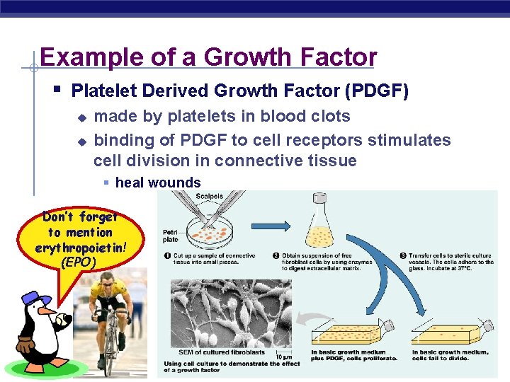 Example of a Growth Factor § Platelet Derived Growth Factor (PDGF) u u made