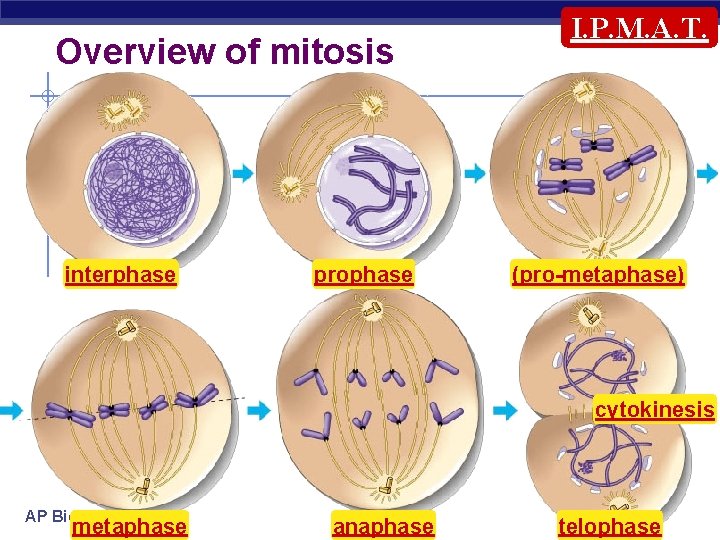 Overview of mitosis interphase prophase I. P. M. A. T. (pro-metaphase) cytokinesis AP Biology