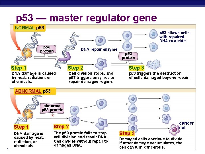 p 53 — master regulator gene NORMAL p 53 allows cells with repaired DNA