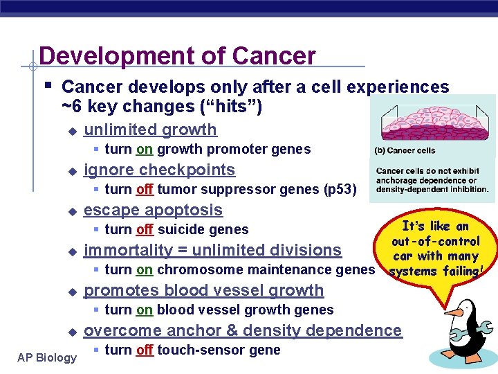 Development of Cancer § Cancer develops only after a cell experiences ~6 key changes