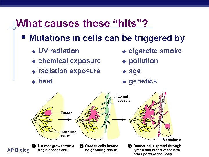 What causes these “hits”? § Mutations in cells can be triggered by u u