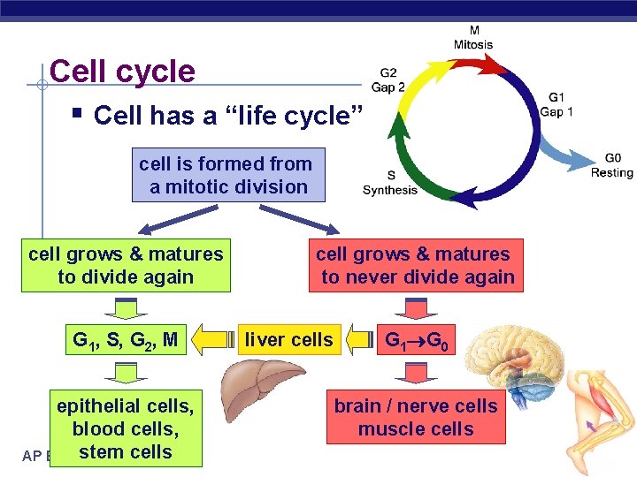 Cell cycle § Cell has a “life cycle” cell is formed from a mitotic