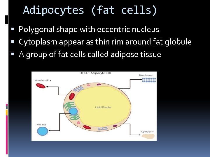 Adipocytes (fat cells) Polygonal shape with eccentric nucleus Cytoplasm appear as thin rim around